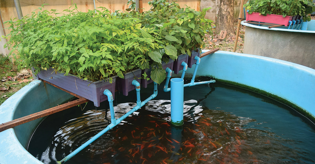 Fish pond with Grow beds